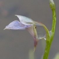 Utricularia uliginosa Vahl